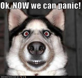 1282230231_funny_dog_pictures_now_panic.jpg