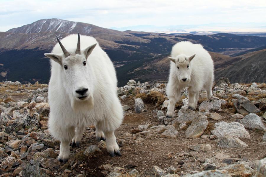 1374817348_mountain_goats_close_stare.jpg