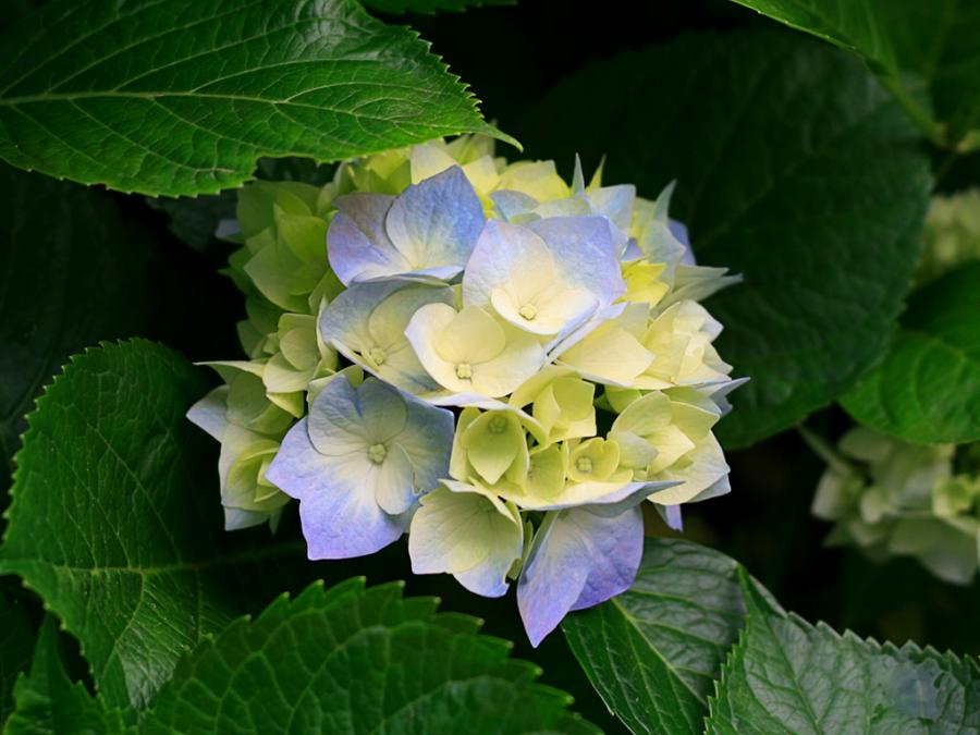 1421213783_Hydrangeas.jpg