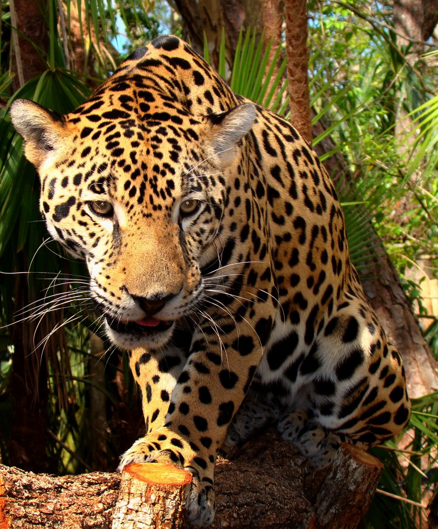 1445822868_Junior_Jaguar_Belize_Zoo.jpg