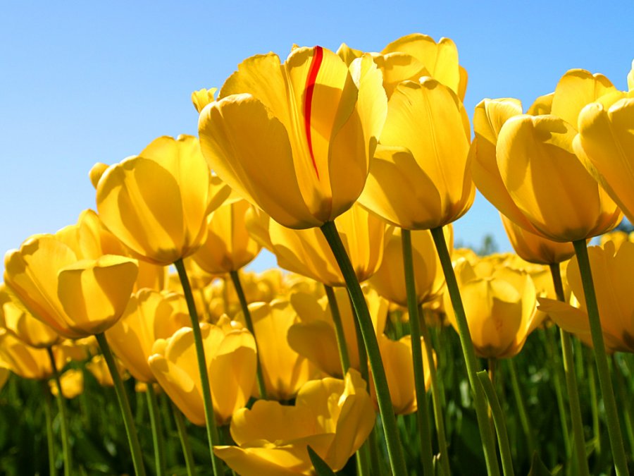 1450542217_Tulips.jpg