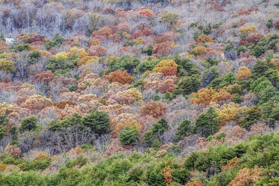 üŰ(Cherokee National Forest)