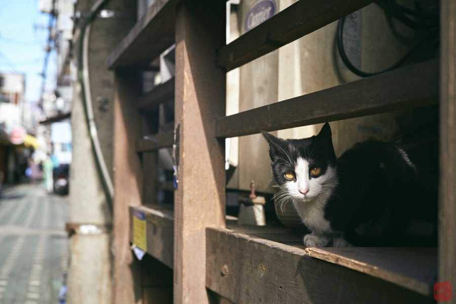 Back Street Cats