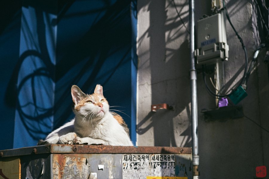 Back Street Cats