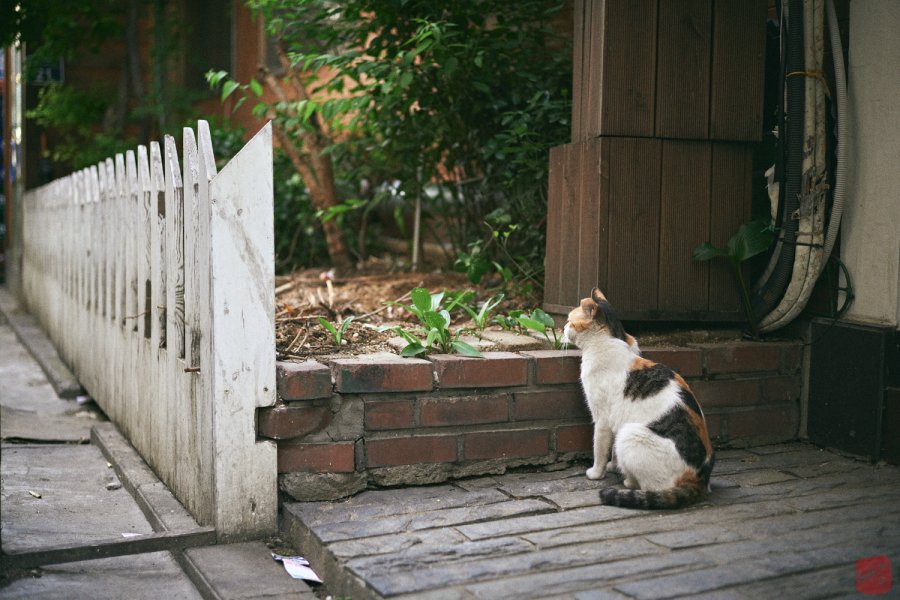 Back Street Cat