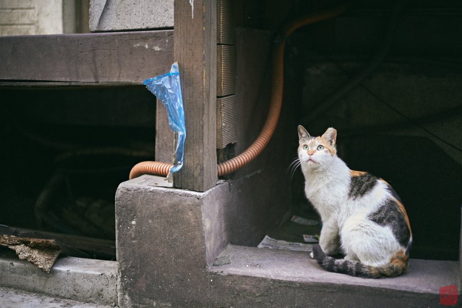 Back Street Cat