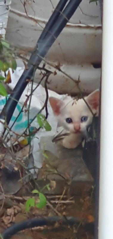 츮 繫  Դϴ.