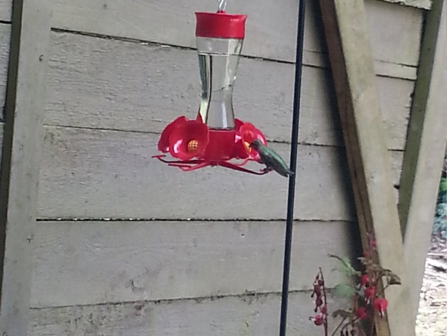 Ȳ  (ֹ,Hummingbird)