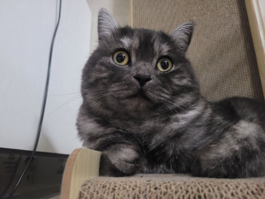 츮 