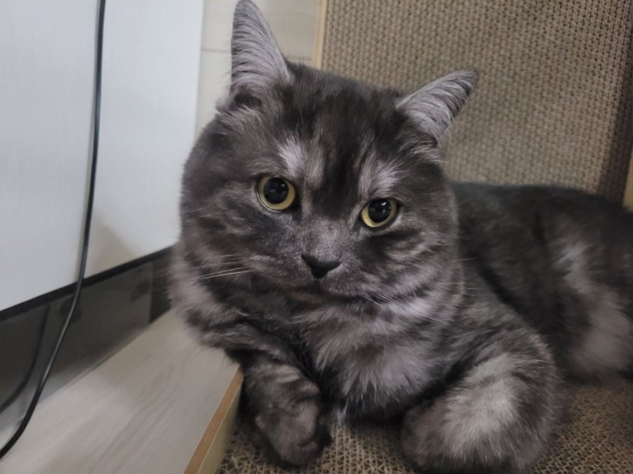 츮 