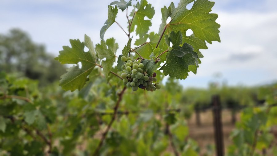 ;˸ ʺλȰ 2 - Napa Valley Grgich Hills Estate