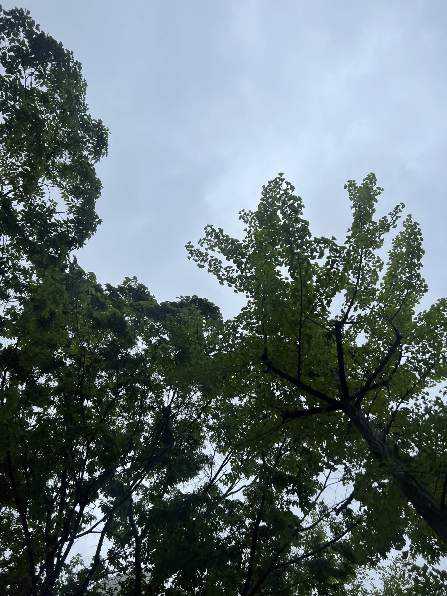 ָ  