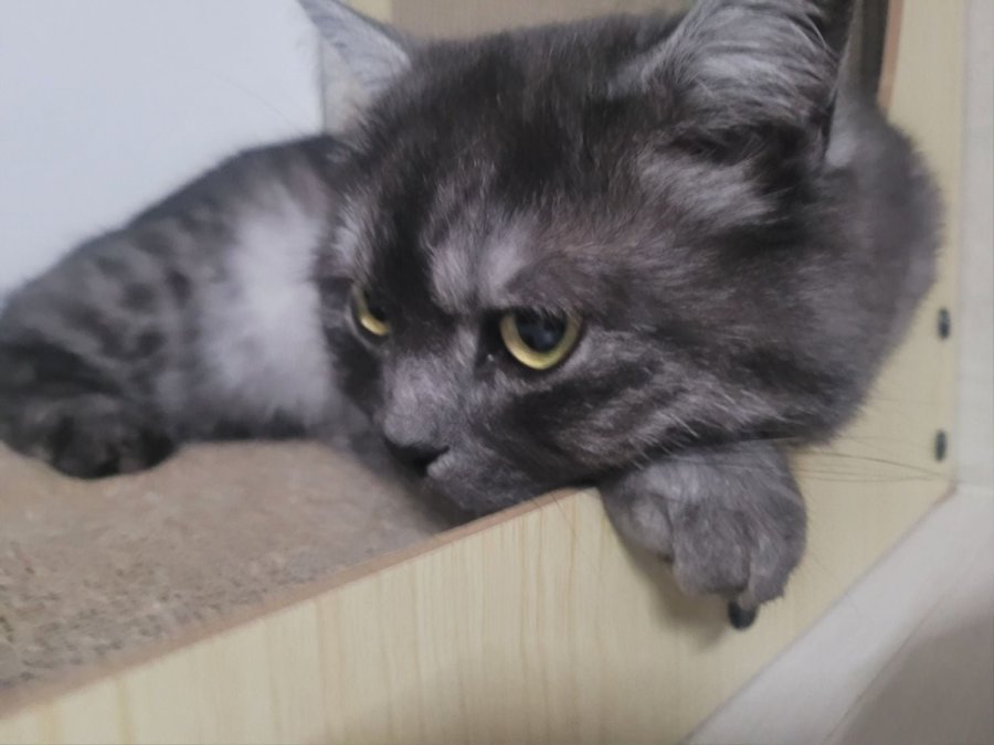 츮 