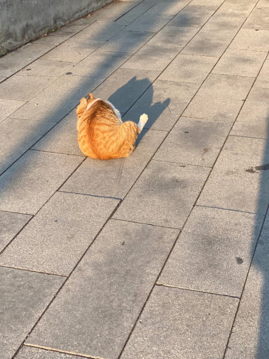 ٰ  ɳ