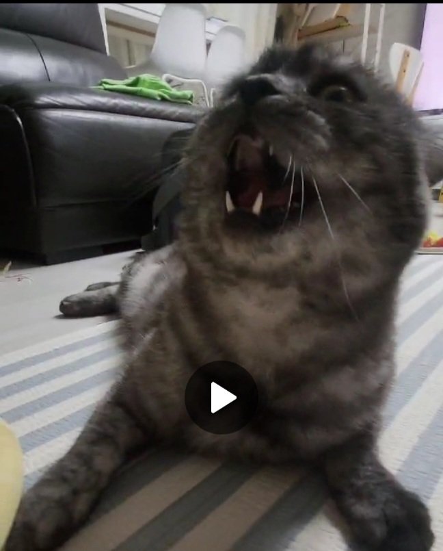츮 