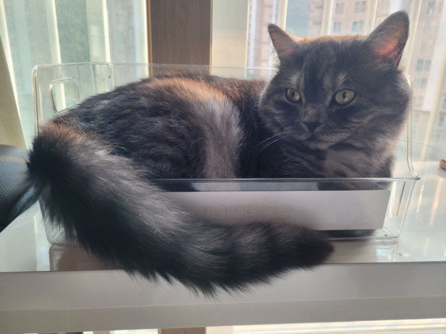 츮 