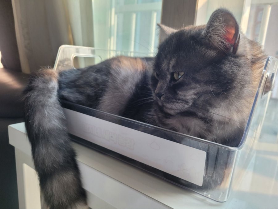 츮 