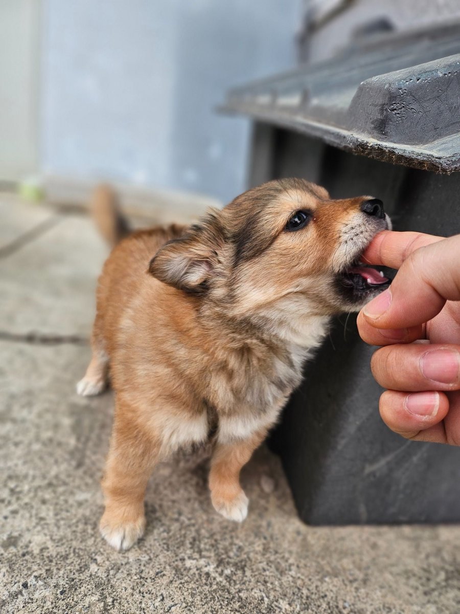ð ں