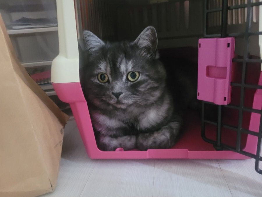 츮 