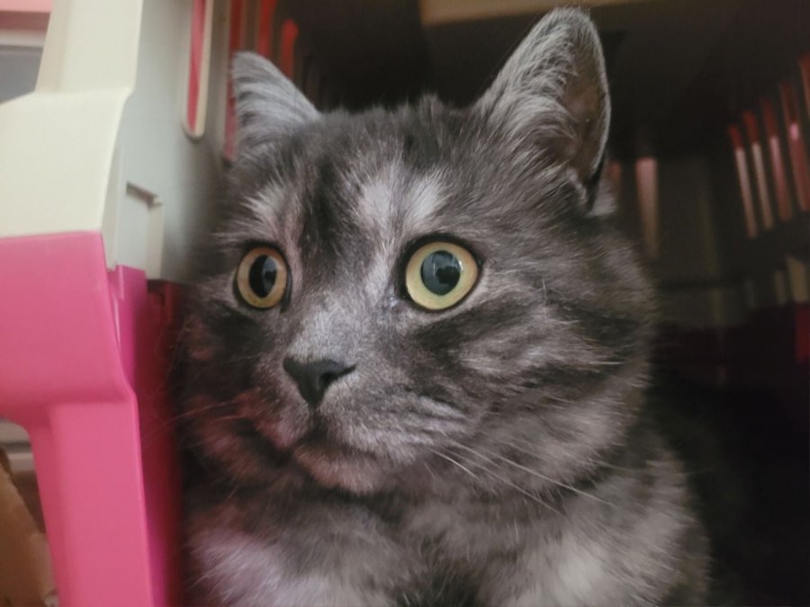 츮 