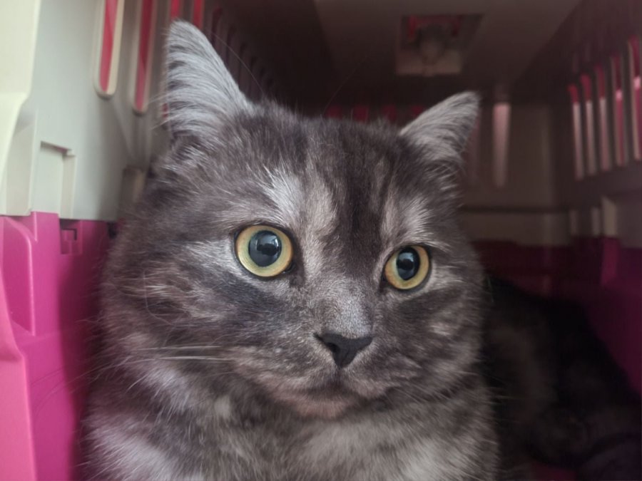 츮 