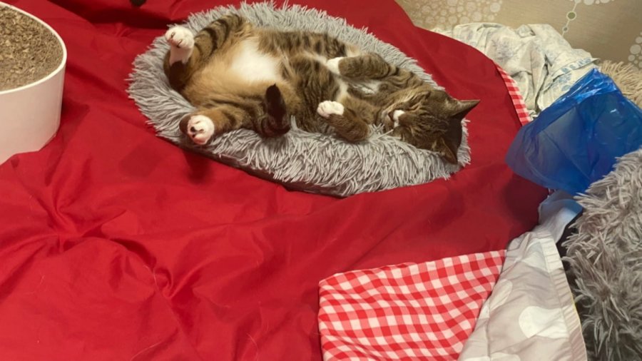 ڴ° ٳ