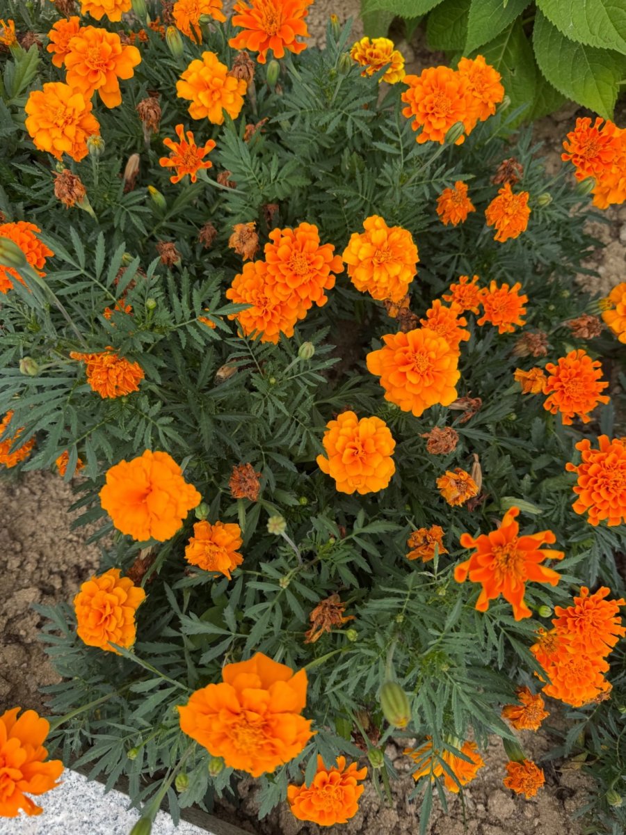   Ĭ