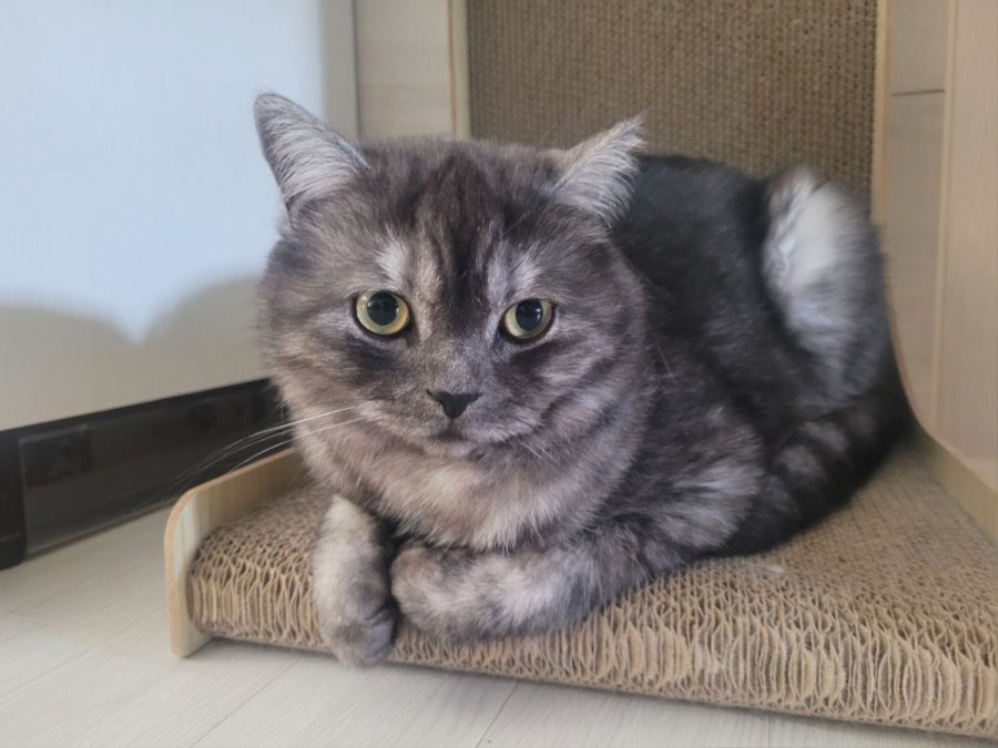 츮 