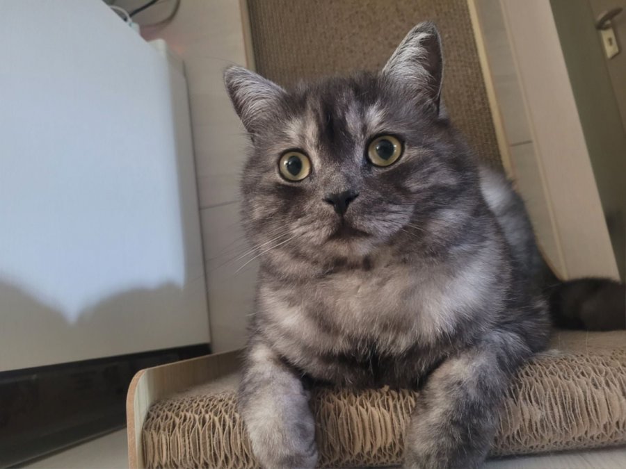 츮 