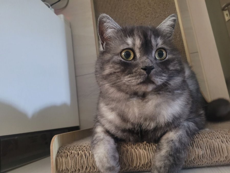 츮 