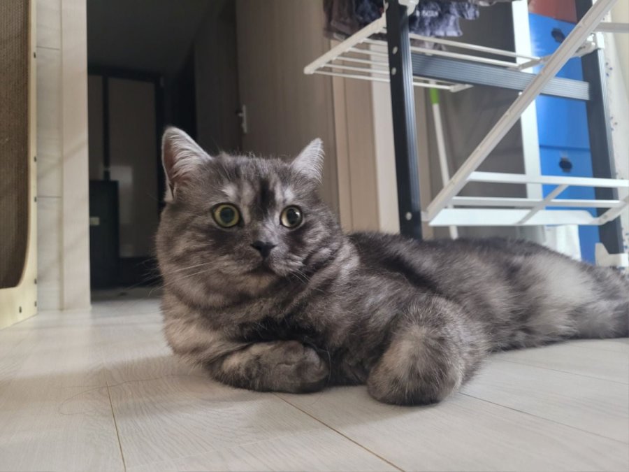 츮 