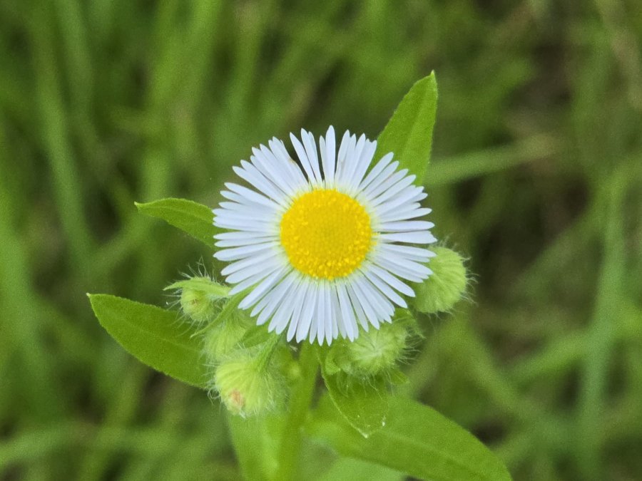 ʲ