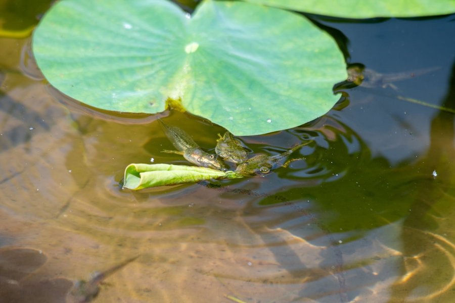  ڸ,׸ 