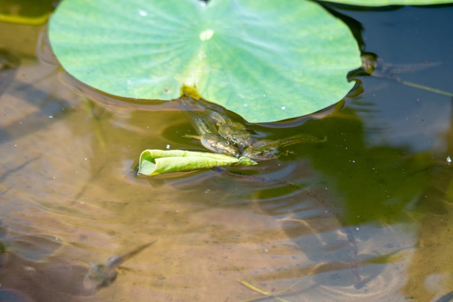  ڸ,׸ 