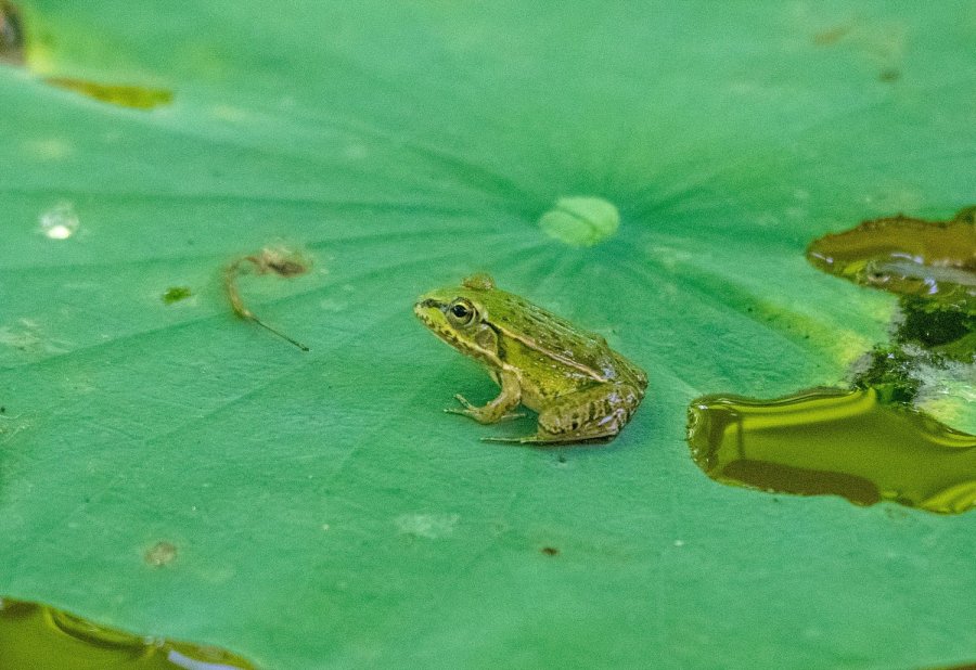  ڸ,׸ 