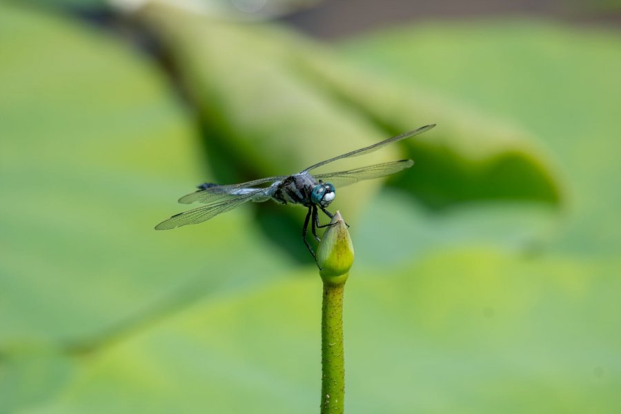  ڸ,׸ 