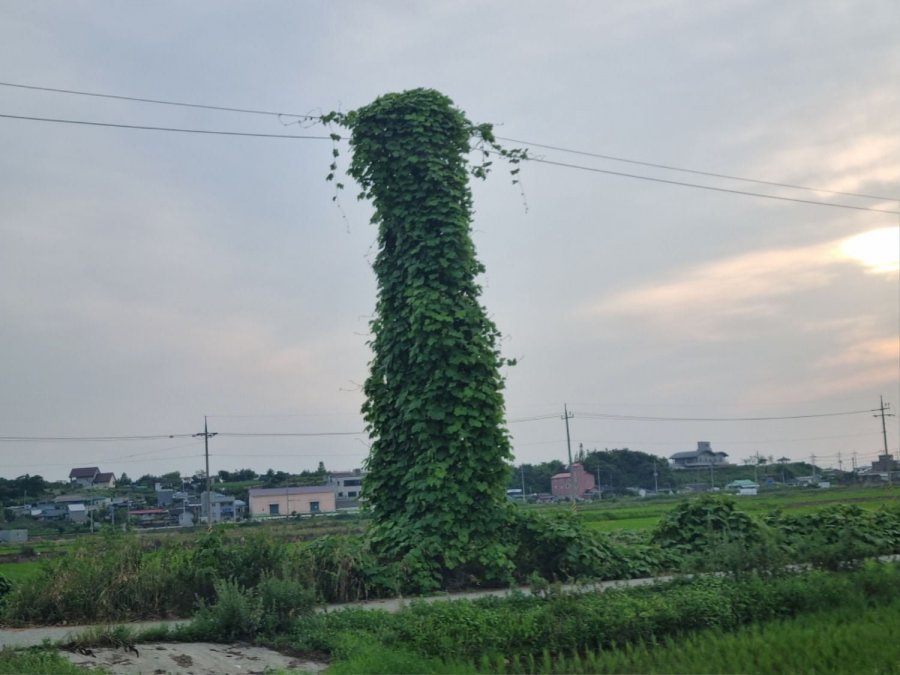    ε̶ ٳԾ