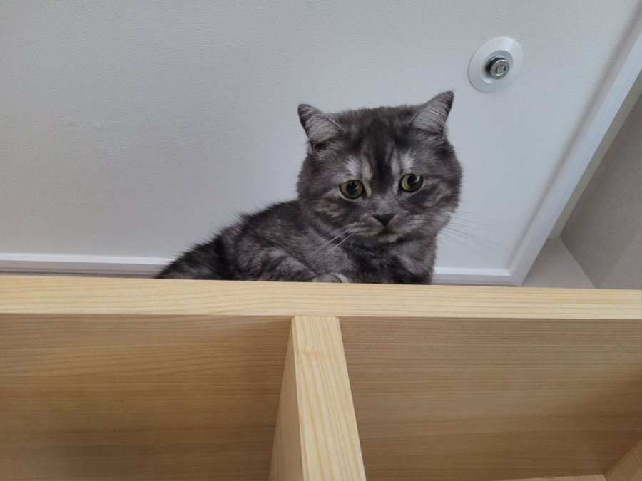 츮 