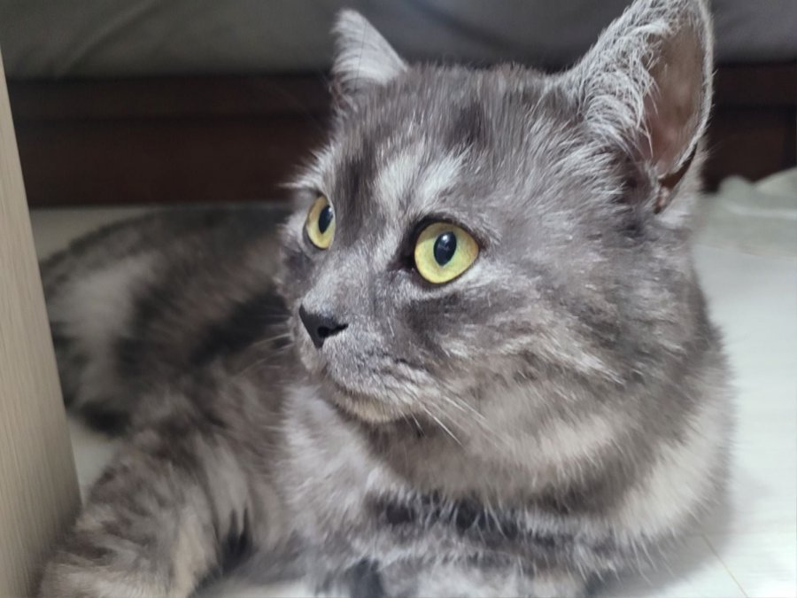츮 