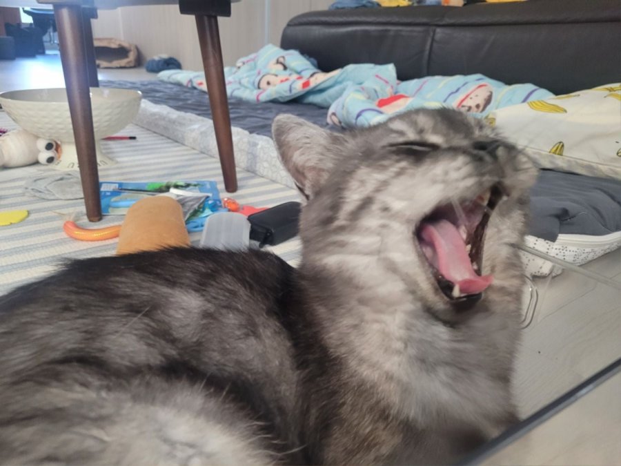 츮 